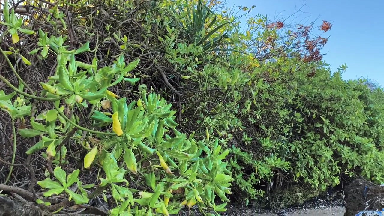Frodig grøn kystvegetation vokser på en tropisk strand