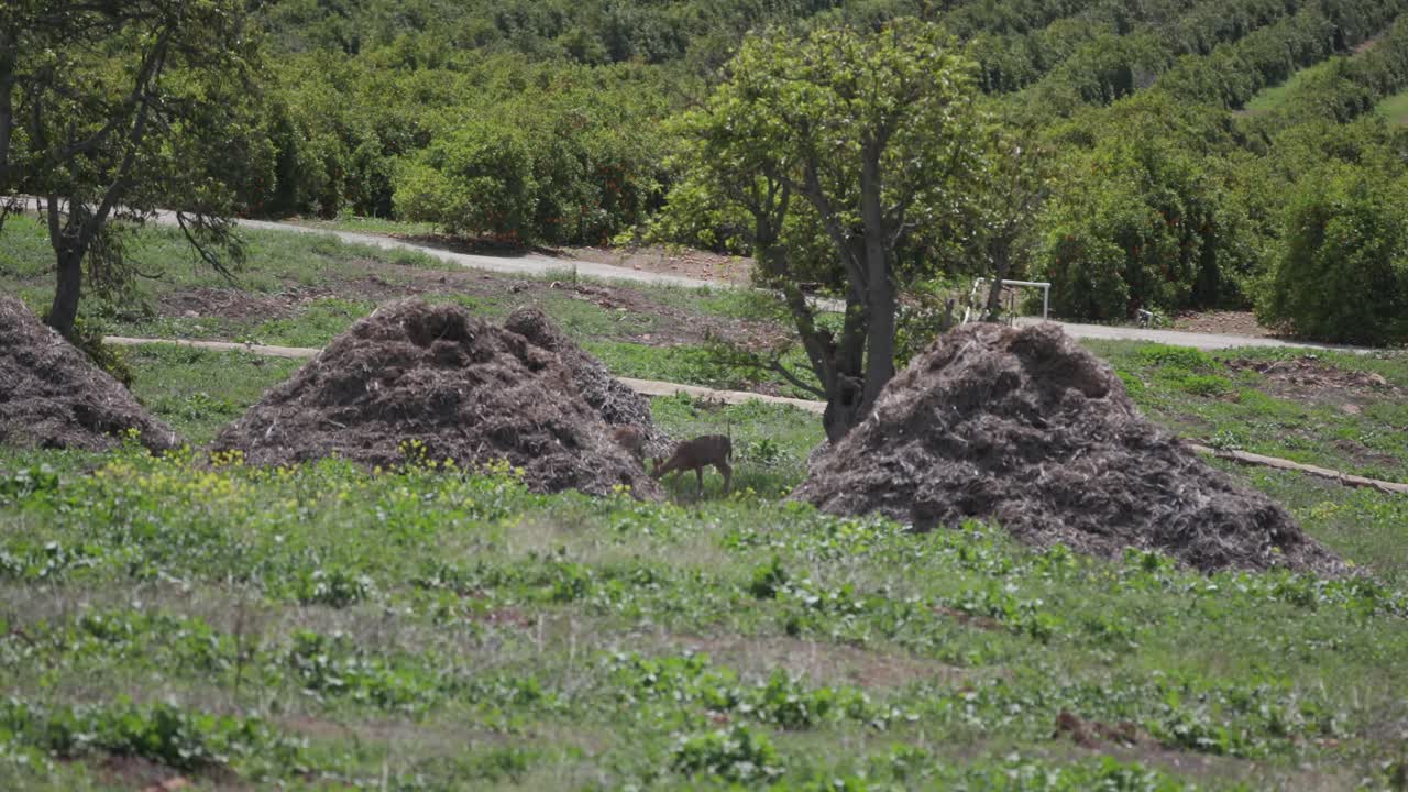 과수원 4k에서 두 마리의 사슴 발견