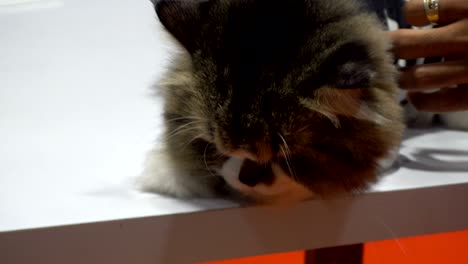 la mano frota el cuello de un lindo gato en la mesa