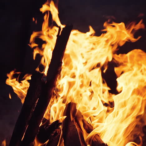 bonfire in the night forest. burning wood. slow motion