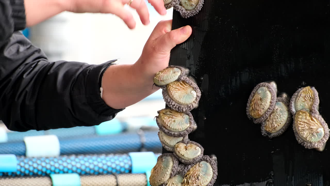 South African abalone Haliotis midae cling on to plastic sheet, aquaculture