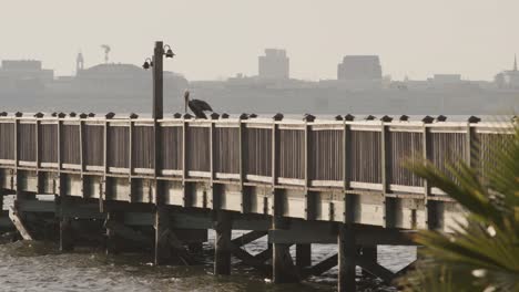 coastal bird on pier in charleston harbor