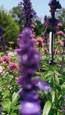 beautiful flowers in a garden