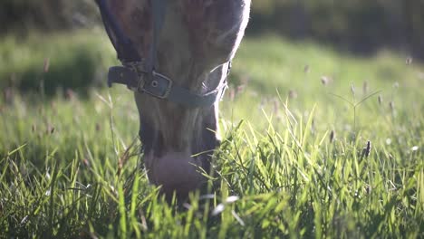Nahaufnahme-Eines-Pferdes,-Das-Auf-Grünem-Gras-Weidet,-In-Wunderschönem-Filmischem-Licht