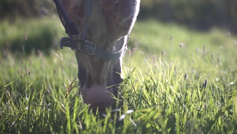 close up shot of a horse grazing on green grass in beautiful cinematic light