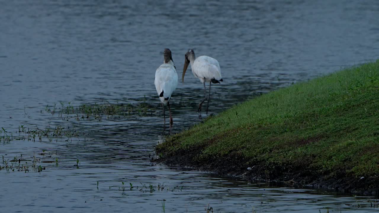 Great blue heron flies by two wood storks