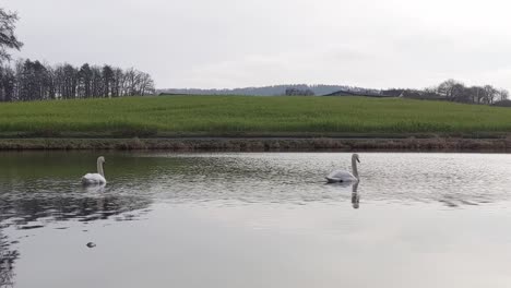 two white swans swimming and gliding on a lake