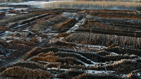 aerial view of gigantic stockpiles of harvested trees from canadian industrial forestry business