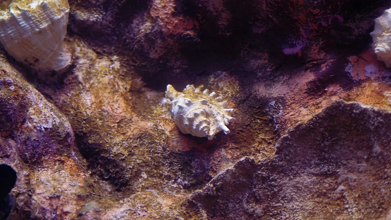 Conchiglie marine appoggiate su superficie rocciosa sottomarina testurizzata