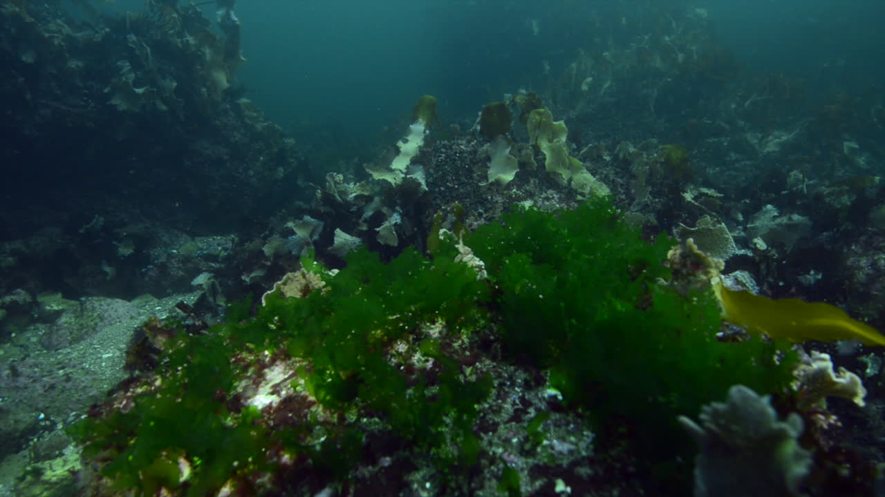 hermoso arrecife con bosque de algas en agua fría durante una inmersión