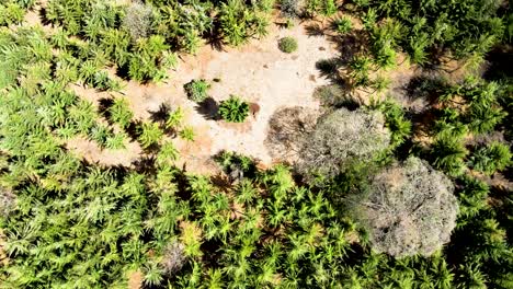 Vista-De-Drones--Bosque-De-África--Incendio-Forestal-De-África