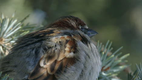 Full-frame-closeup-of-male-House-Sparrow-chirping-from-spruce-tree