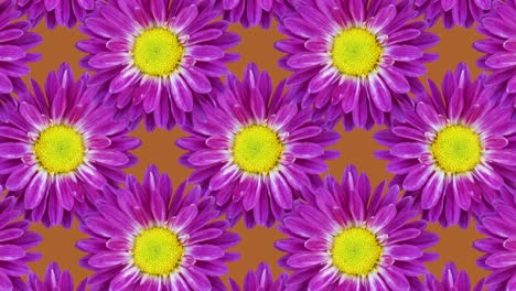 chrysanthemums on an orange background. floral seamless loop animated pattern