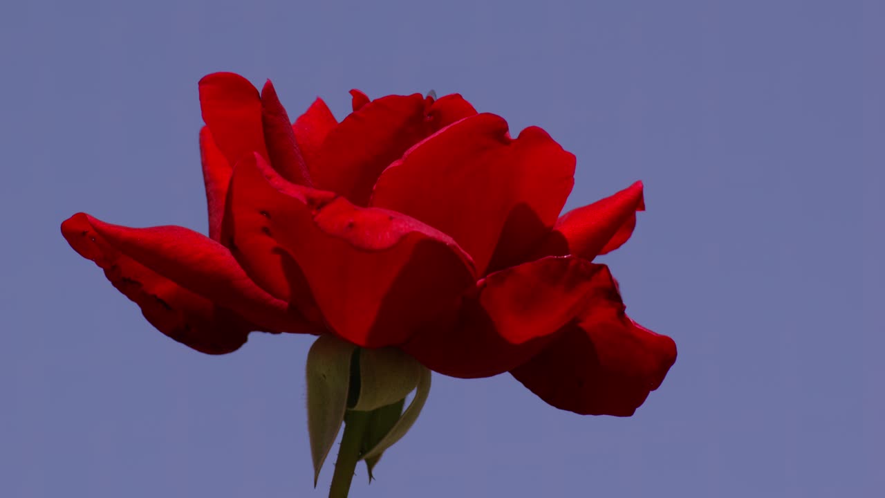 Ape in volo che si posa su una rosa rossa vivace contro il cielo blu