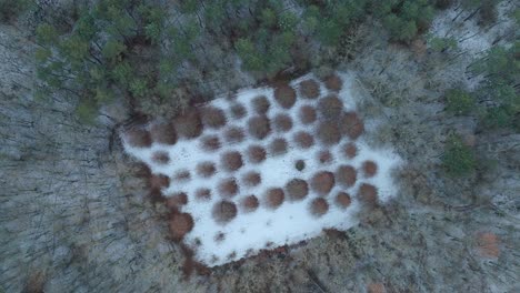 forest in winter season with trees and snow covered land, aerial top down view with twist movement