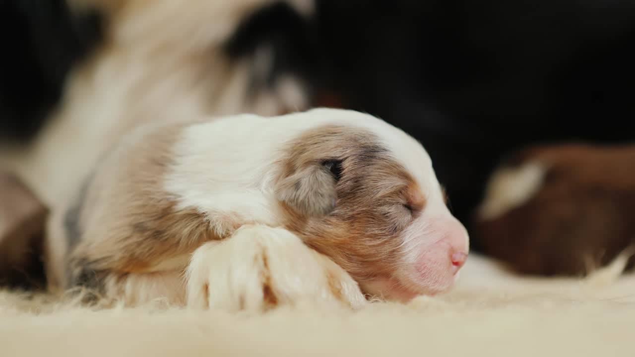 사랑스러운 무방비 강아지가 양 개 근처에서 잠을 자고 있습니다.