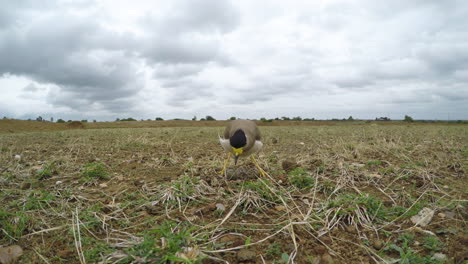 yellow wattled lapwing female walks on a overcast day and comes as sits on the eggs for incubation