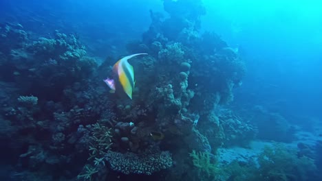 Un-Paisaje-Azulado-De-Arrecifes-De-Coral-Y-Peces-Que-Cambian-De-Color