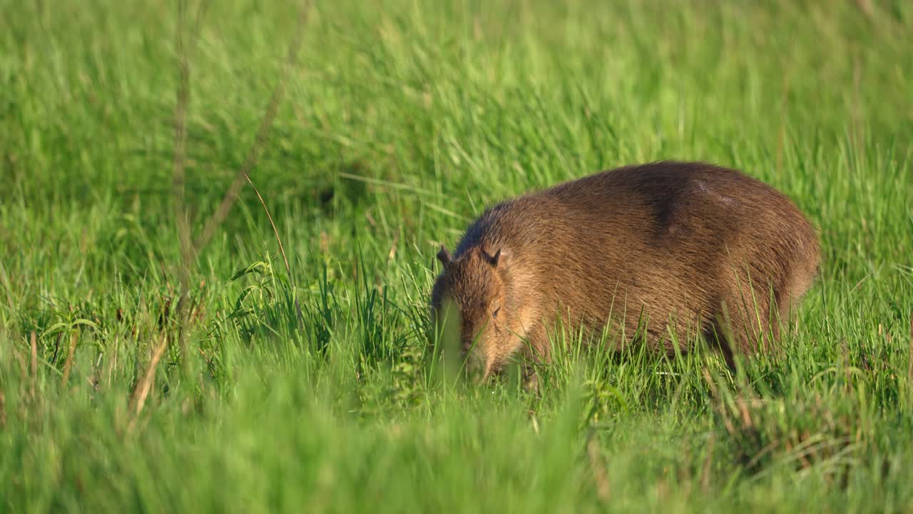 Capybara grazing calmly in lush green wetland grass, with soft wind blowing through tall blades, Ibera wetlands, Corrientes, Argentina.