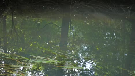 beautiful seaplants in the peacful forest