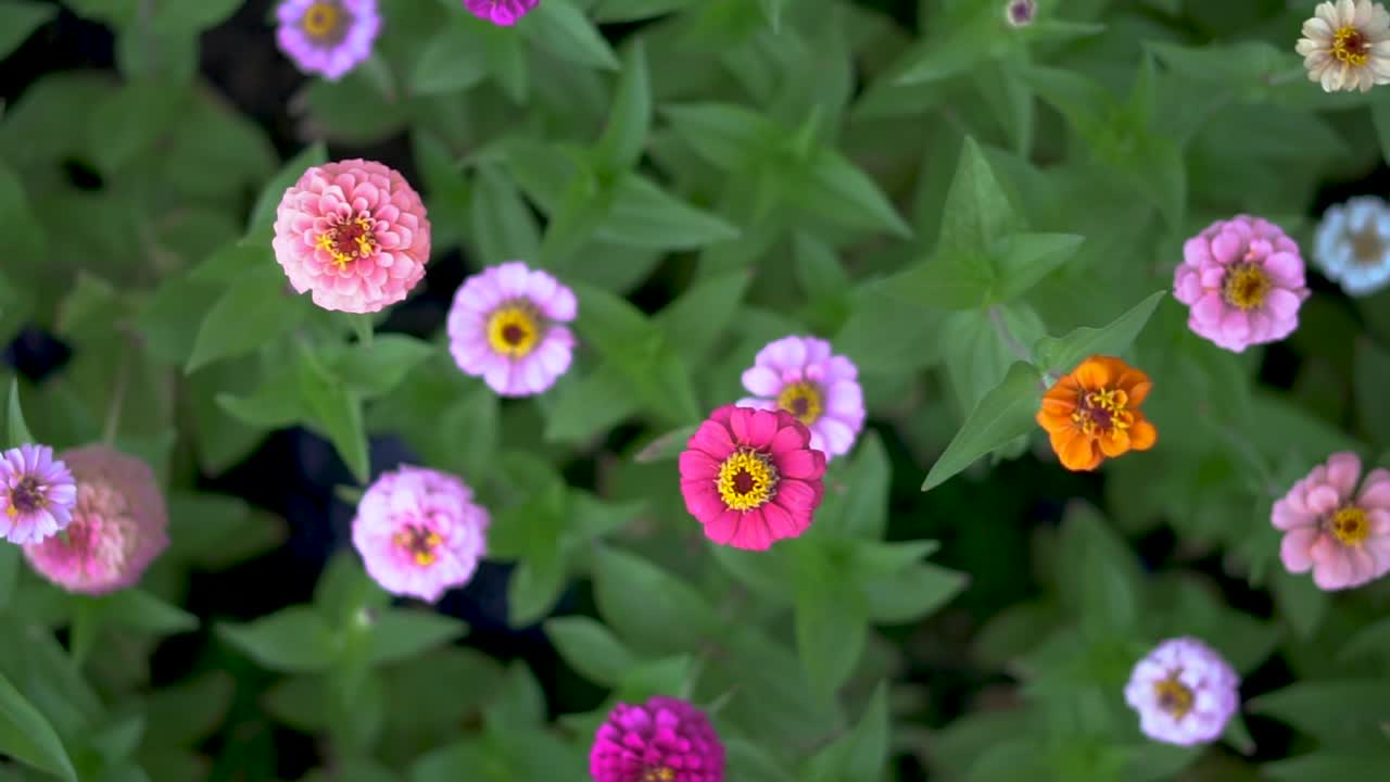 top shot pan de zinnias de color rosa brillante, púrpura, naranja y azul en un jardín verde