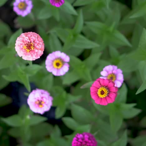 Top-Shot-Pan-De-Zinnias-De-Color-Rosa-Brillante,-Púrpura,-Naranja-Y-Azul-En-Un-Jardín-Verde