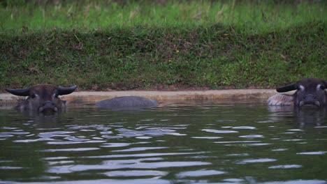 Buffaloes-are-soaking-in-the-river