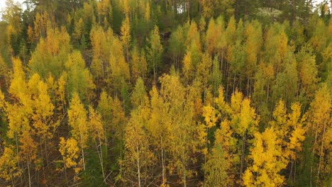 aerial panning view of birch forest on a slope with vibrant autumn coloured foliage swaying gently in the wind