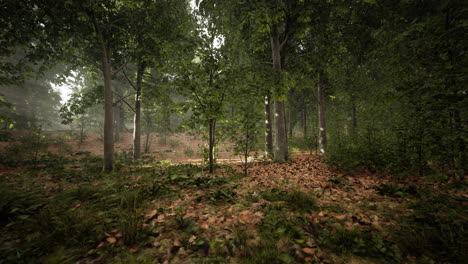 light shining down in nature