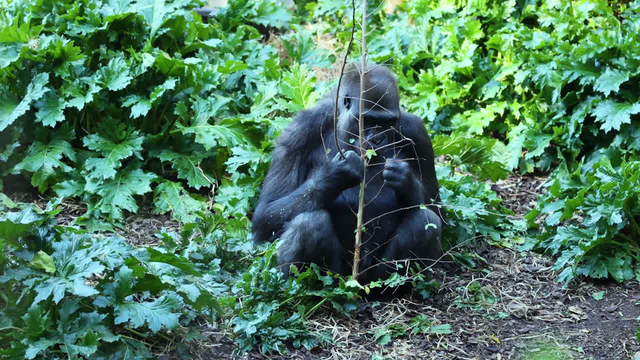 gorila comiendo plantas mientras está sentado en la vegetación