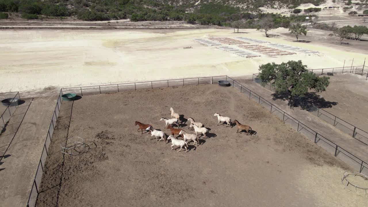 Cavalli che corrono in un recinto agricolo