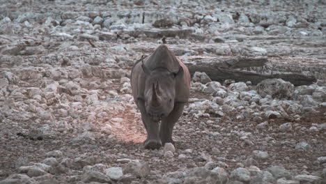 rinoceronte negro caminando en la tierra rocosa al río en áfrica