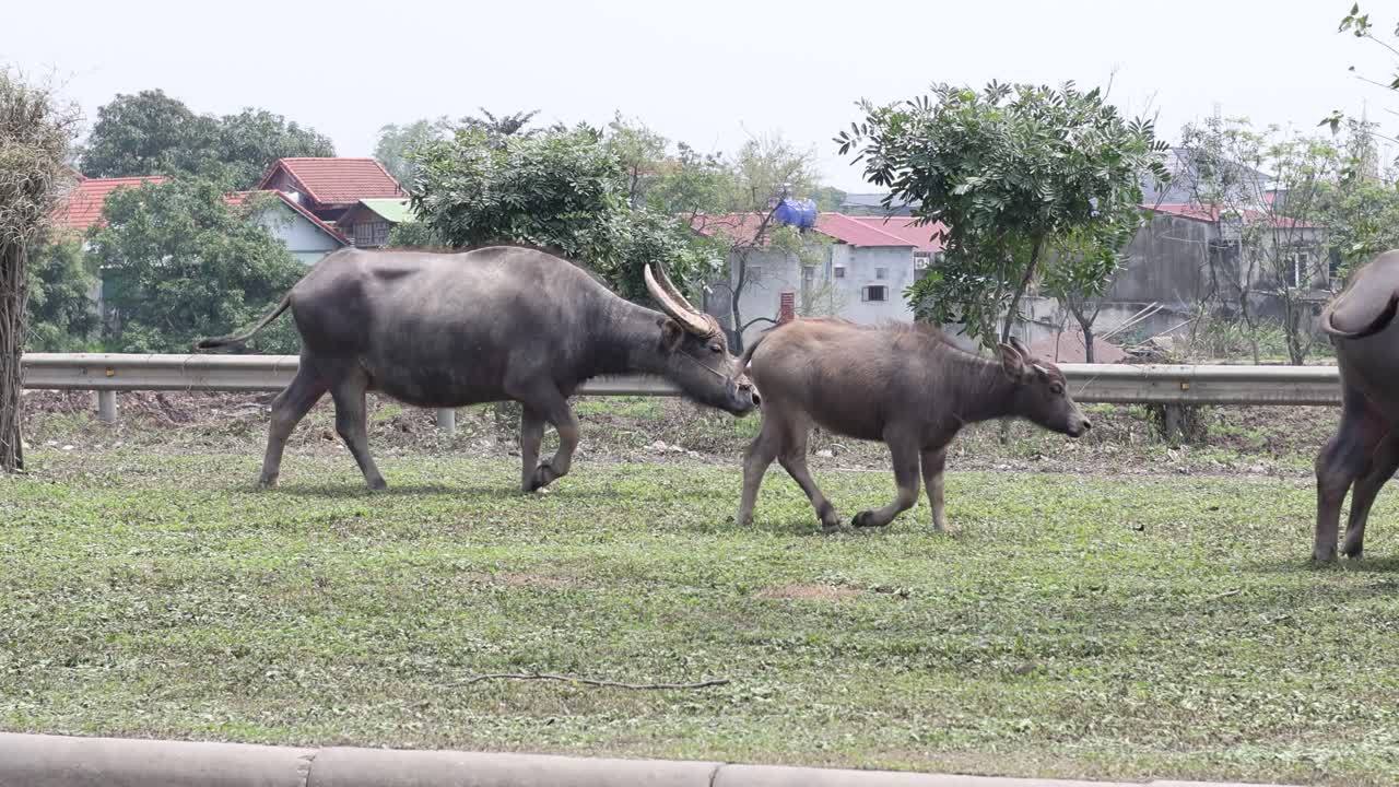 지나가는 차량 근처 에서 고 먹이를 먹는 버팔로