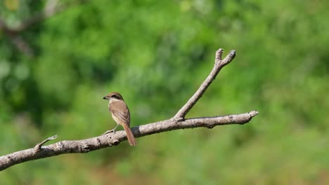 brown shrike, lanius cristatus seen in the middle of the perch fighting the afternoon wind while looking to the right then turns its head to the left, phrachuap khiri khan, thailand