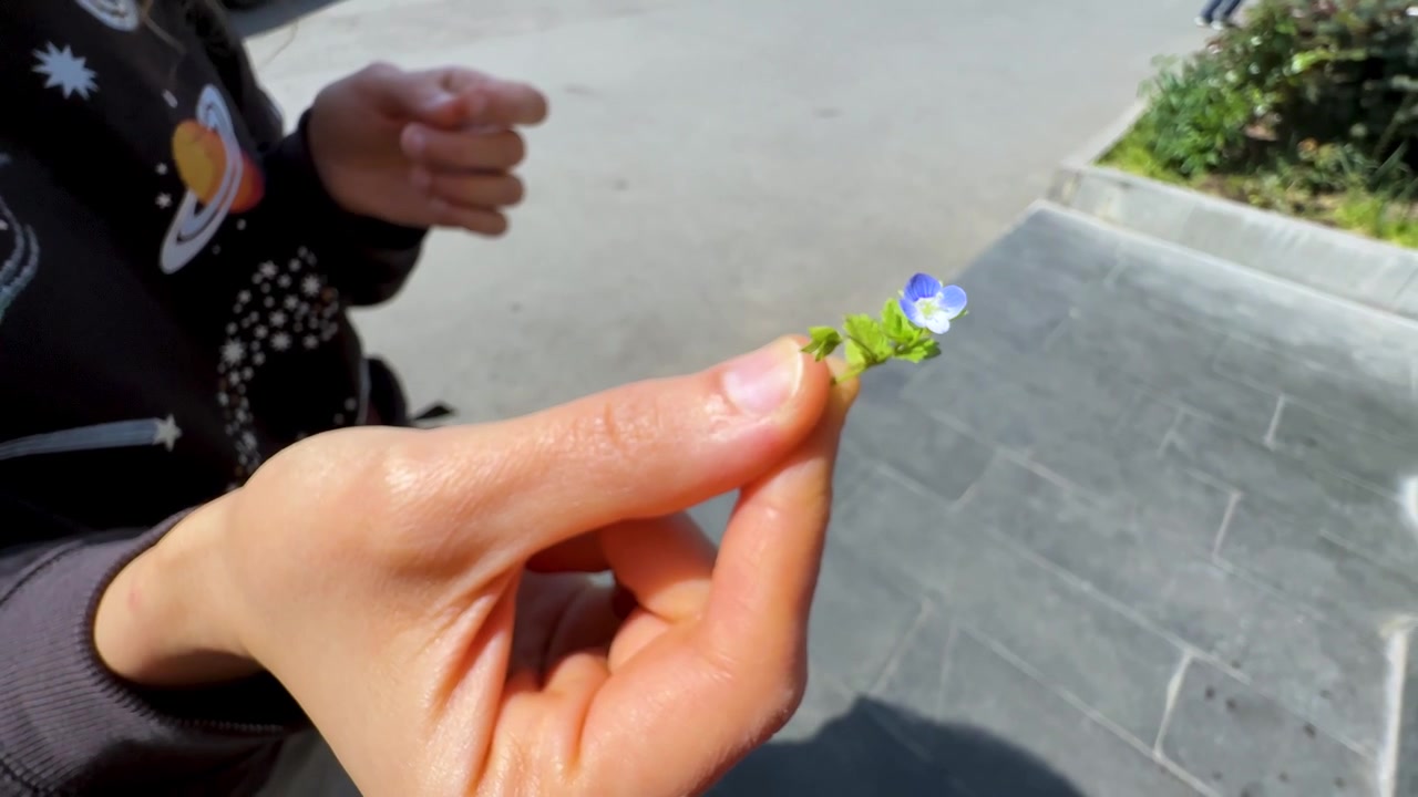 Donna persiana raccoglie a mano un minuscolo e delicato fiore di myosotis blu che sboccia alla luce del sole estivo in un giardino naturale, con un'illustrazione di costellazioni di stelle celesti su un capo d'abbigliamento alla moda e un'estetica minimale.