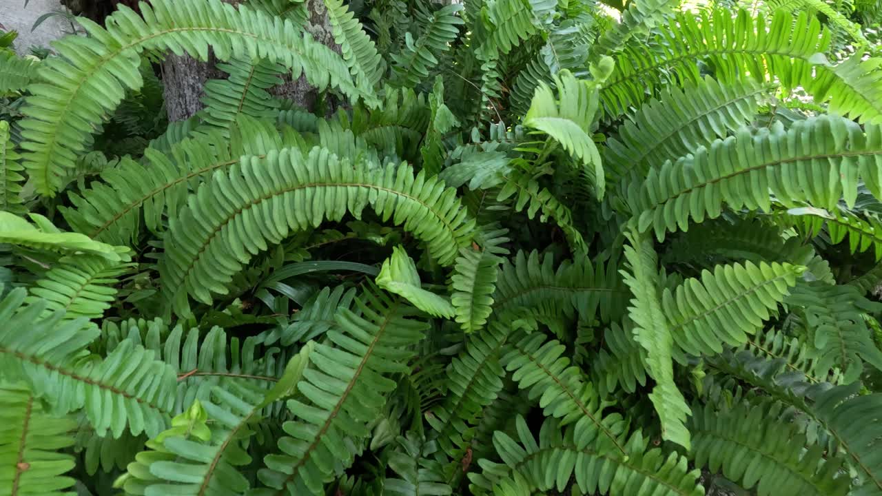 Vibrant ferns gently swaying in the breeze