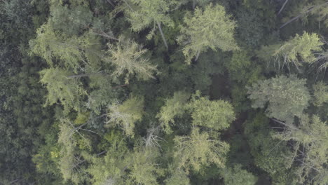 aerial view of misty woodland forest, top down vortex shot