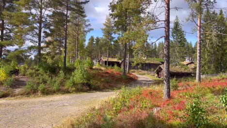 pan view of the forest in norway