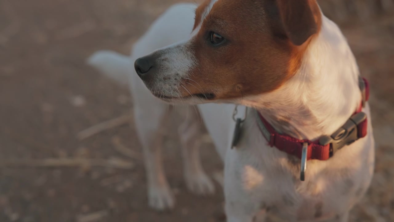 Funny Jack Russel terrier dog