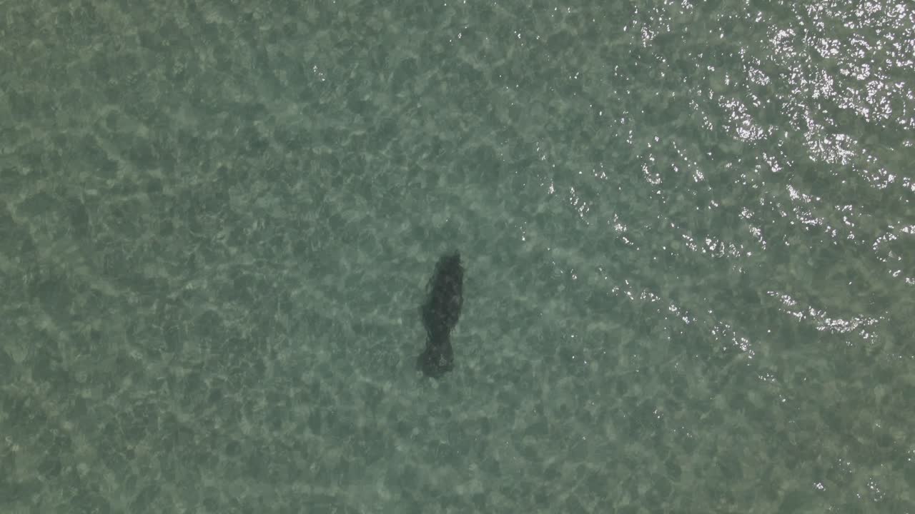 공중: 매너티가 옅은 녹색 열대 해수에서 프레임 중앙을 헤엄칩니다.