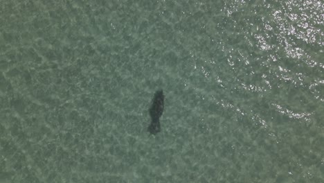 aerial: manatee swims center of frame in pale green tropical sea water