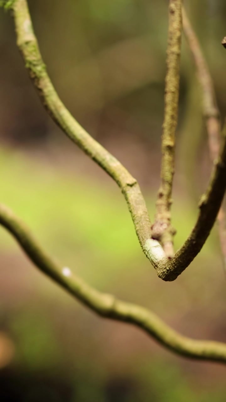 Una vista dettagliata di viti intrecciate in una foresta lussureggiante, catturata con un movimento fluido della telecamera e illuminazione naturale.