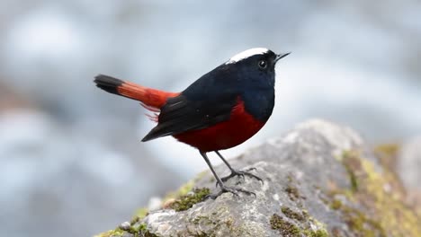 el colirrojo de cabeza blanca es conocido por su hermosa corona blanca, alas de color azul oscuro negruzco y marrón debajo de las plumas y su cola comienza con rojo