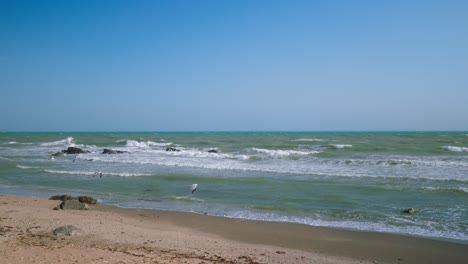 Leerer-Strand-Mit-Audouin-möwen,-Die-In-Zeitlupe-Abheben