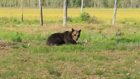 Braunbär-(Ursus-Arctos)-In-Freier-Natur-Ist-Ein-Bär,-Der-In-Weiten-Teilen-Nordeurasiens-Und-Nordamerikas-Vorkommt.-In-Nordamerika-Werden-Die-Braunbärenpopulationen-Oft-Als-Grizzlybären-Bezeichnet.