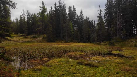 Riesiges-Marschland-Und-Laubwerk-Hoher-Bäume-Unter-Weißem-Bewölktem-Himmel-In-Rauris,-Österreich