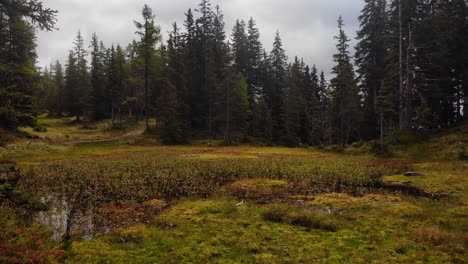 vast marshland and foliage of tall trees under white cloudy sky in rauris, austria