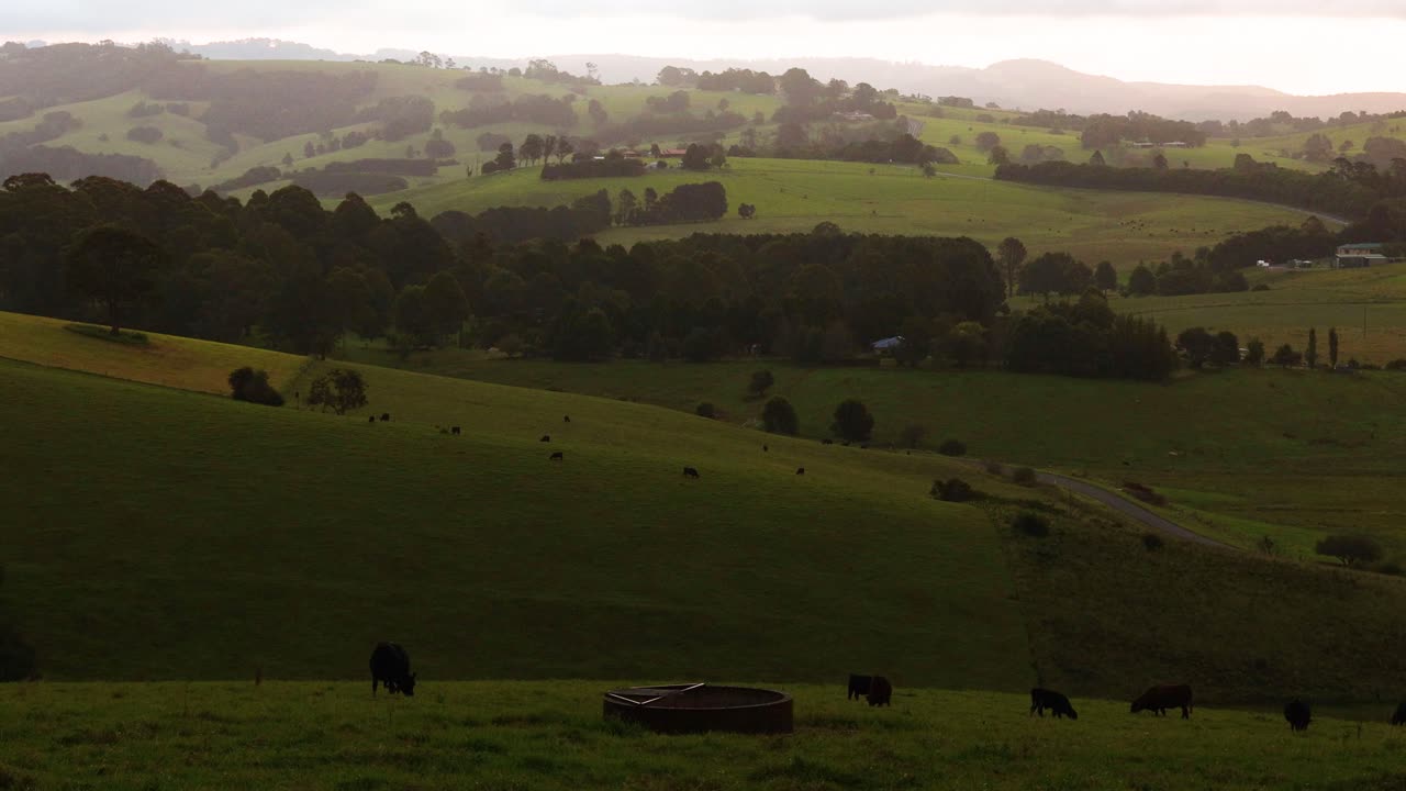 Vacas a pastar pacificamente sob céus mutáveis