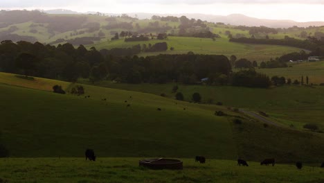 cows roam peacefully under shifting skies