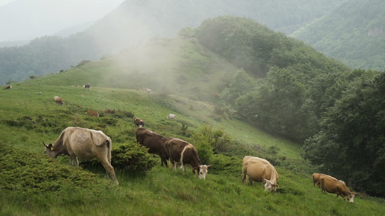 트로얀, 불가리아 근처 산에서 풀을 먹는 방목 소